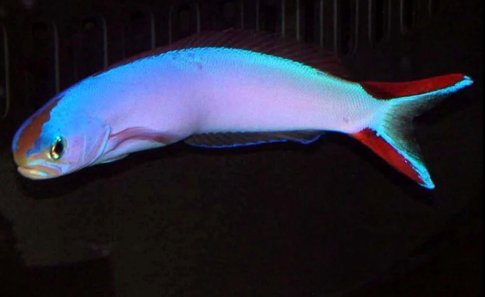 Tilefish