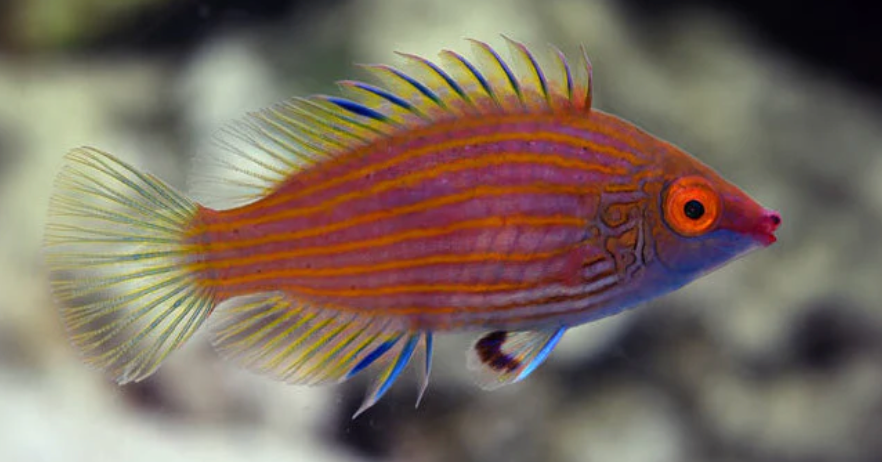 Wrasse