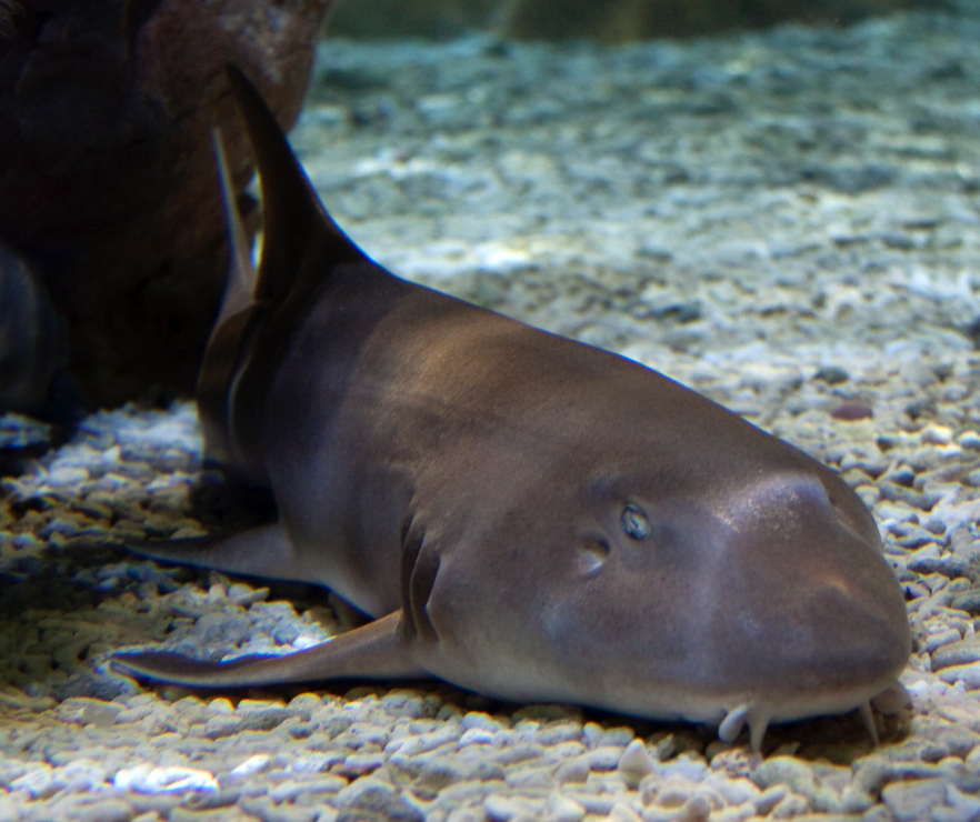 Sharks/ Stingray