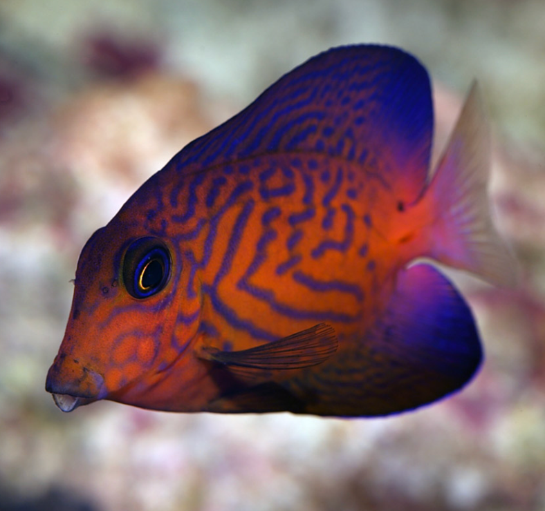 Tangs