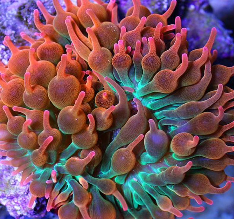 Anemone