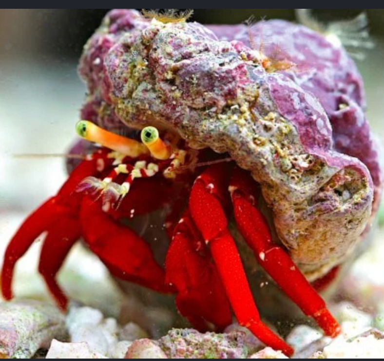 Crabs