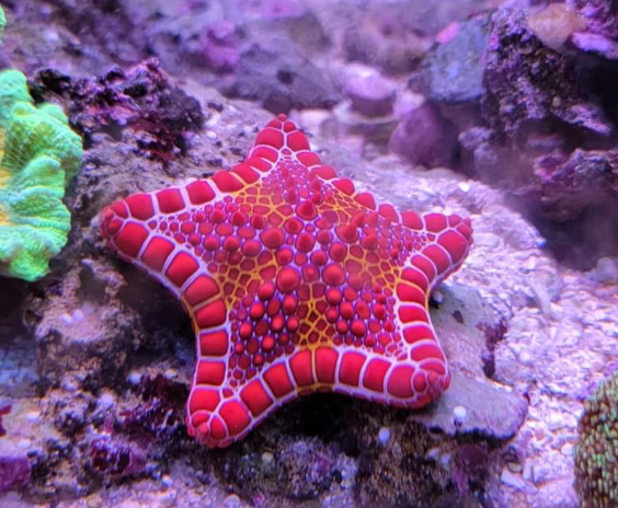 Starfish
