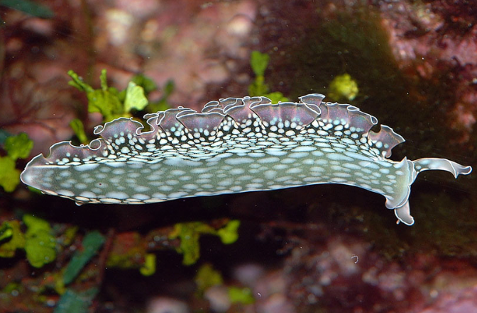 Seaslugs/ Nudibranch