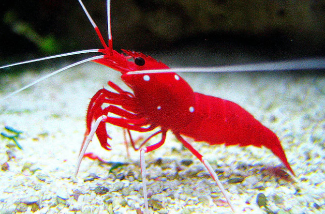 Shrimp