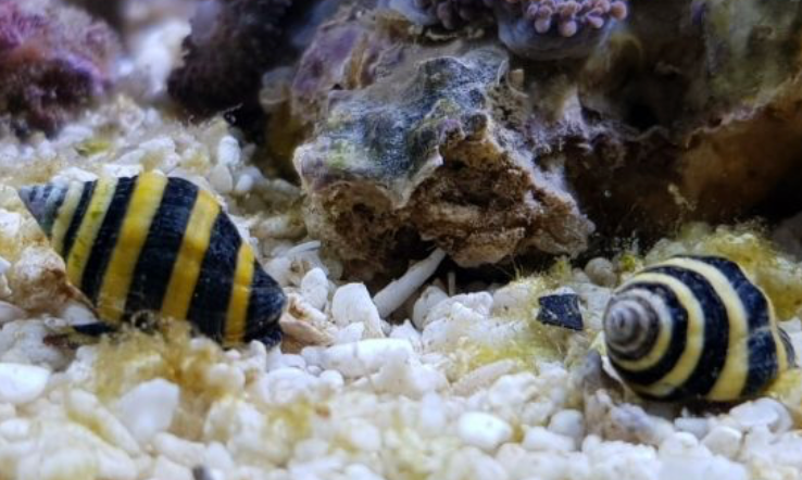 Snail