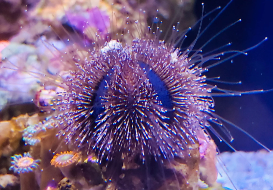 Sea urchin