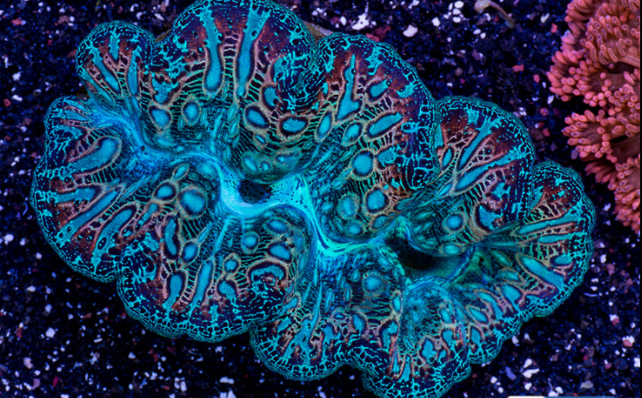 Clam