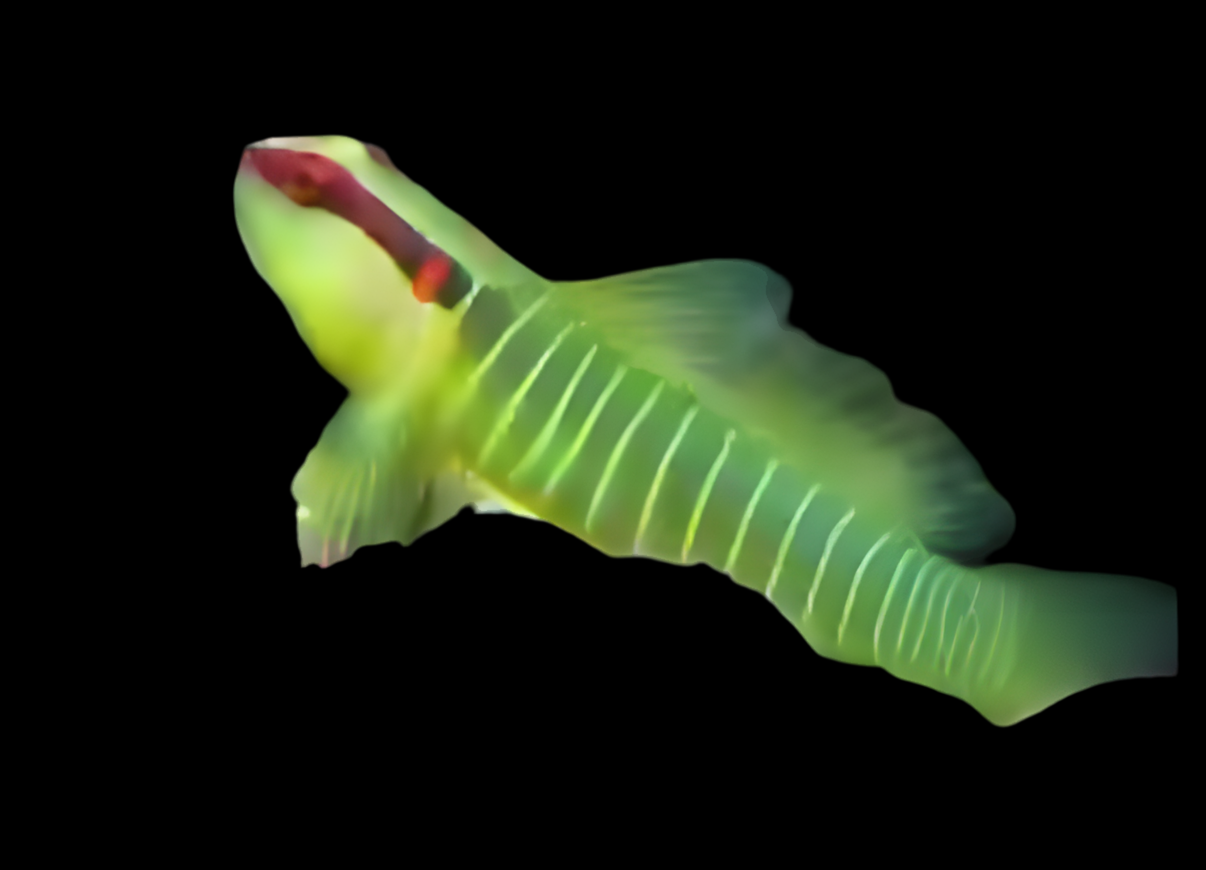 Green Banded Goby (Atl)