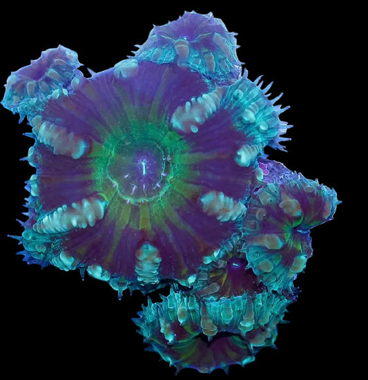 Purple people eater blastomussa welsi