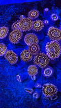 Stratosphere palythoa 1polyp