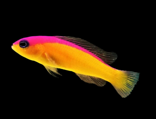 Diadema Pseudochromis