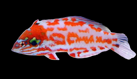 Chaoti wrasse
