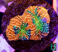 Rainbow Echinata