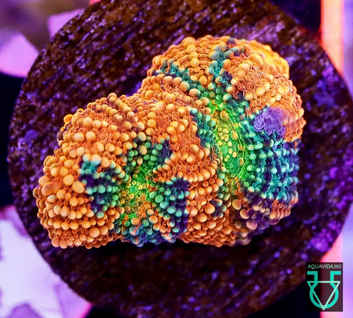 Rainbow Echinata