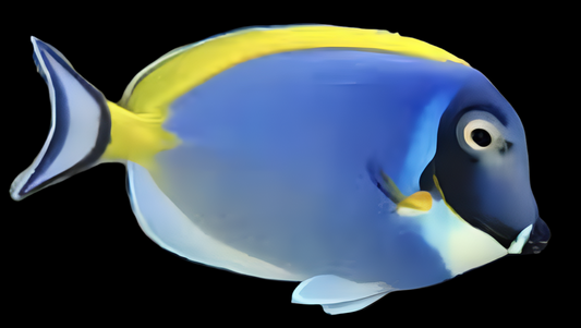 Powder Blue Surgeon - Acanthurus leucosternon