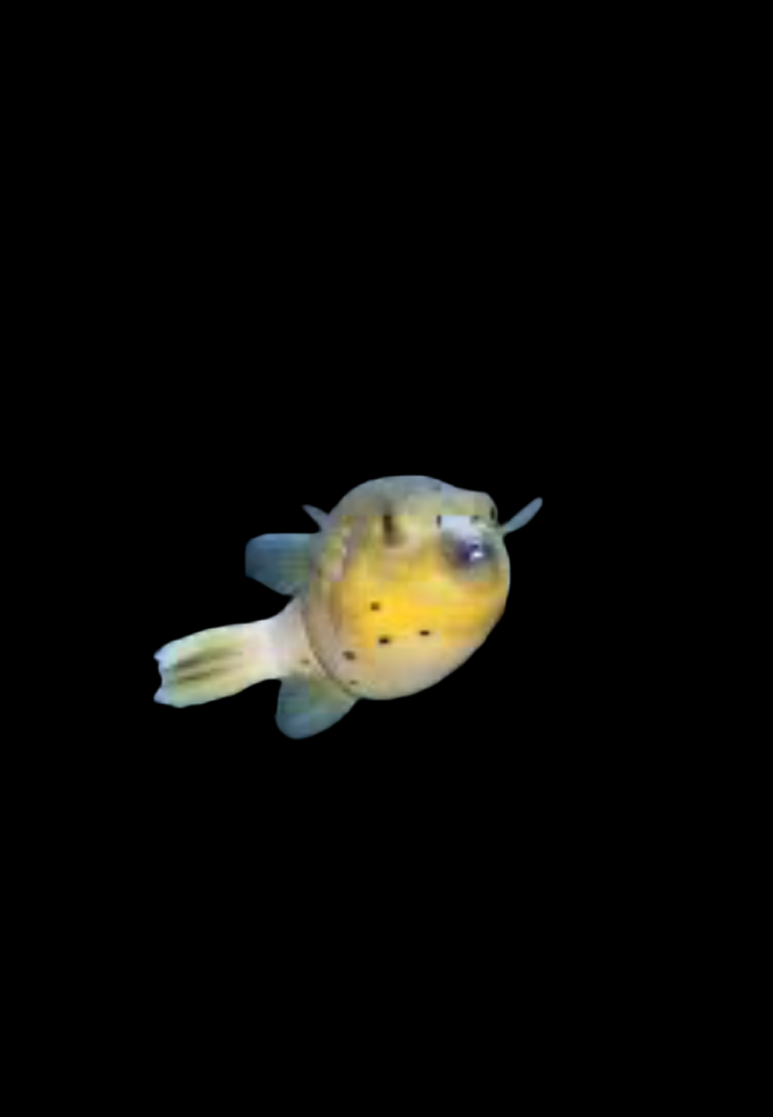 Dogface Puffer - Yellow Belly