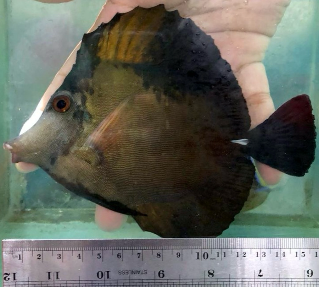 Koi tang