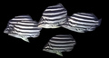 Stripey Fish (Aus) aptasia predator