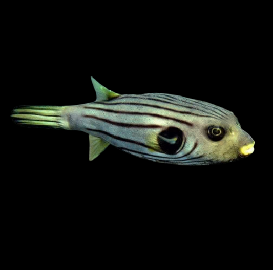 Striped Dogface Puffer