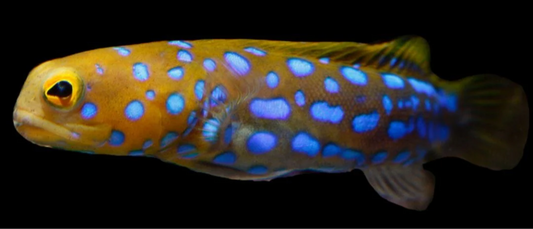 Blue Spot Jawfish