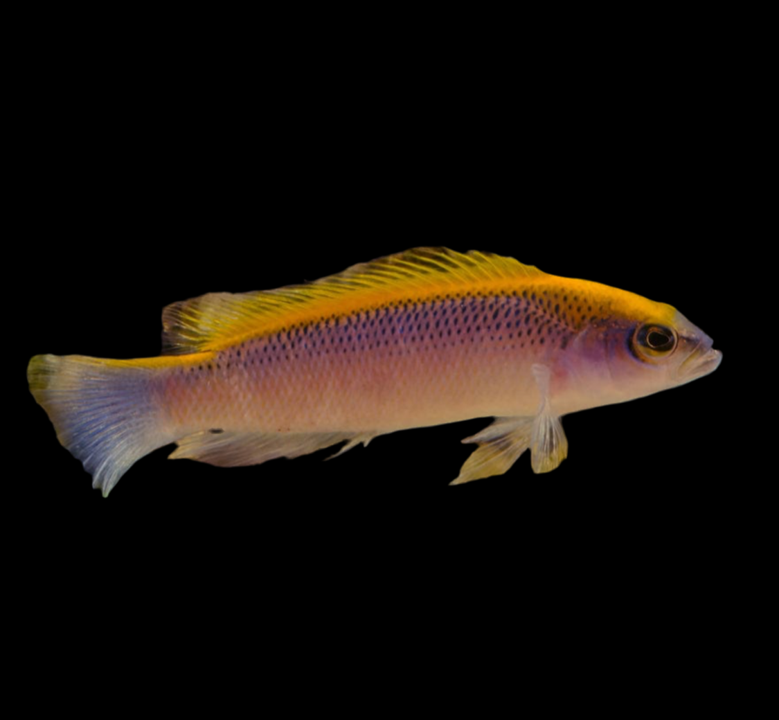 Flavivertex Pseudo ( captive bred