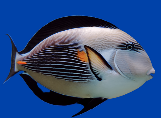 Sohal Tang Red Sea - Acanthurus sohal