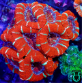 Red acan