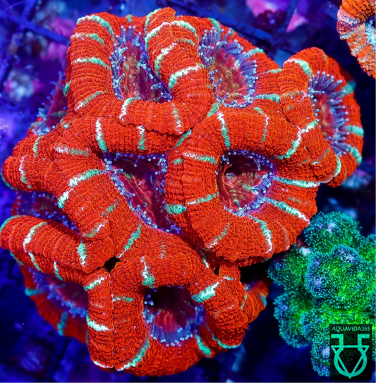 Red acan
