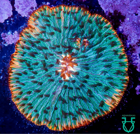 Tropic thunder Fungia