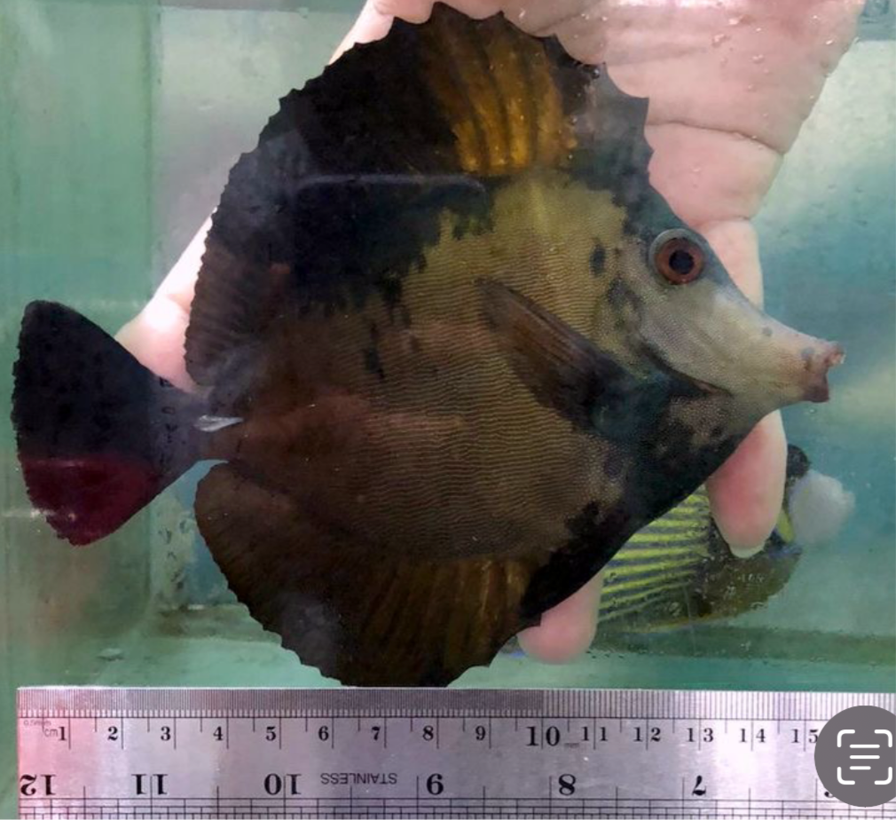 Koi tang
