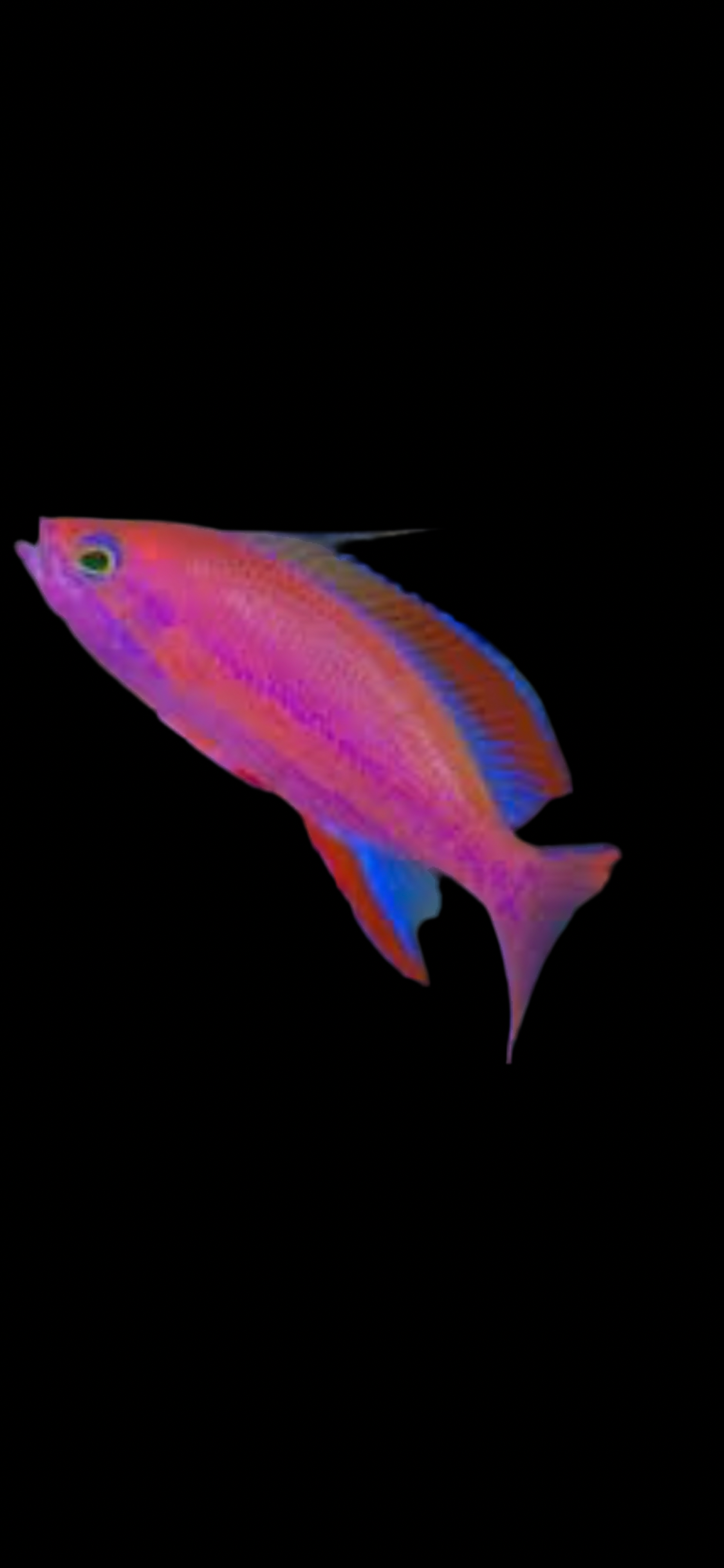 Randalls Anthias; Male - Pseudanthisas randalli