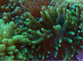 Condylactis Anemone Color - Condylactis gigantea-variety green color