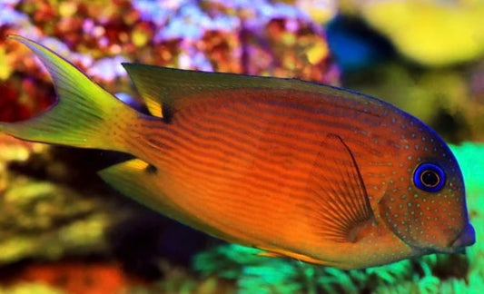 Blue Eye Tang - Ctenochaetus binotatus