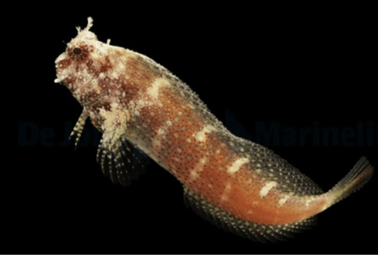 Starry Blenny