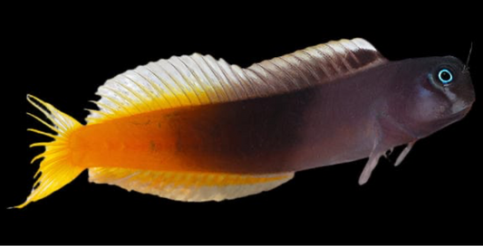 Bicolor Blenny (Male)