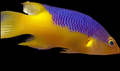 Spanish Hog