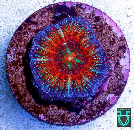 Acan Maxima
