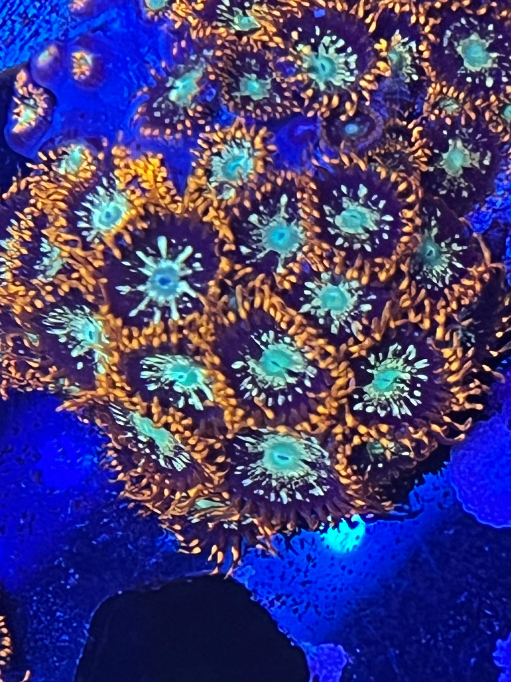 Galaga zoa