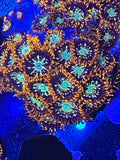 Galaga zoa