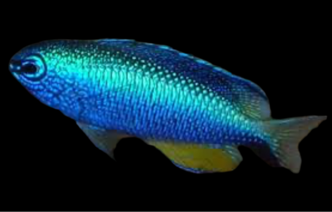 Alleni Damsel