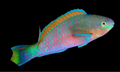 Quoys Parrot (algae eater)