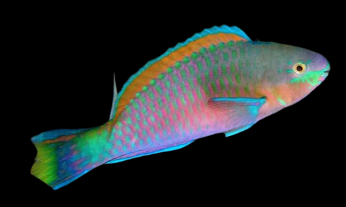 Quoys Parrot (algae eater)