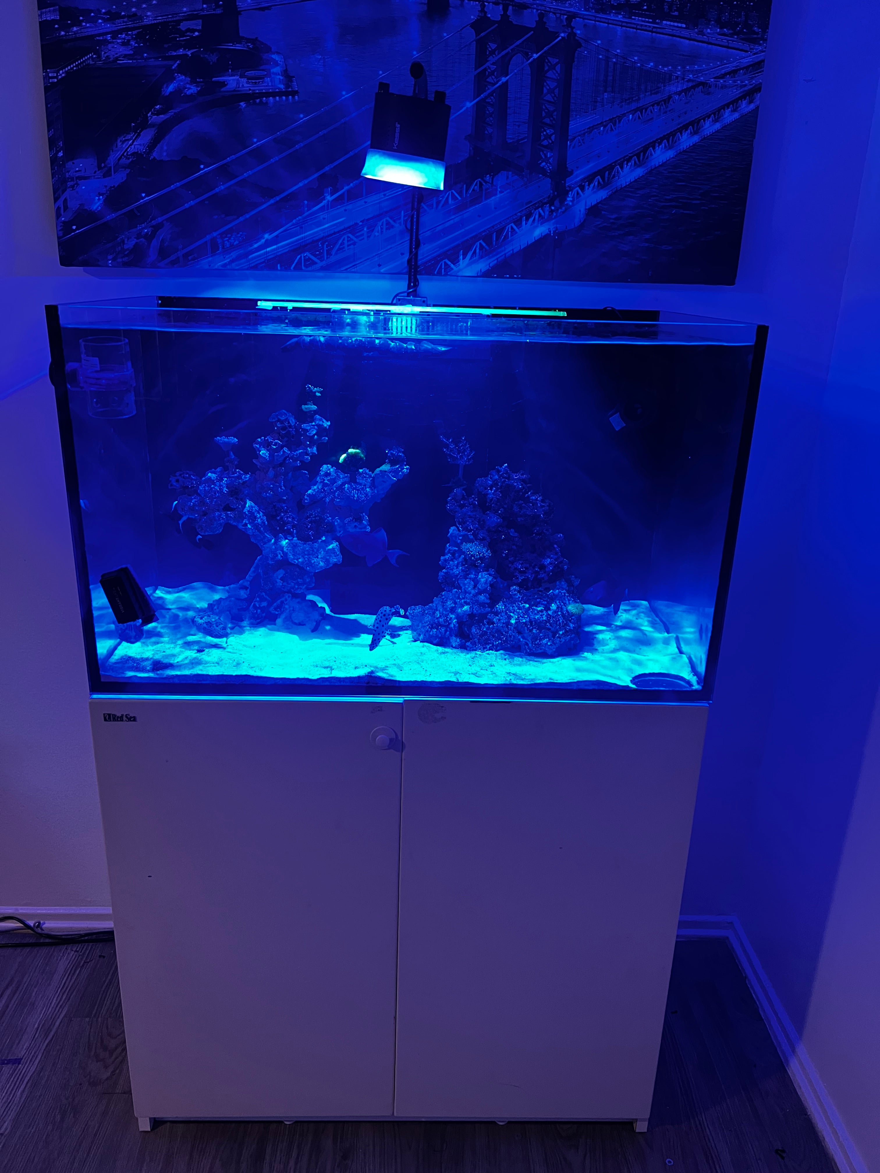Aquarium & pond maintenance in Los Angeles California.