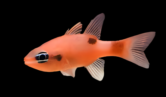 Flame Cardinal