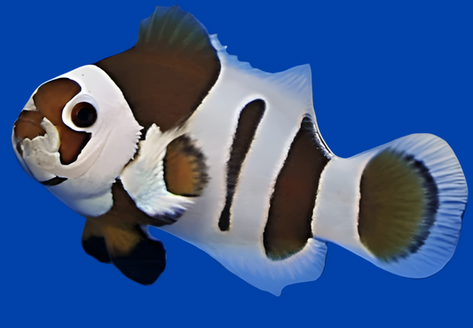 Mocha Storm Ocellaris Clown; CB - Amphiprion ocellaris