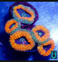 Orange lobo 5H