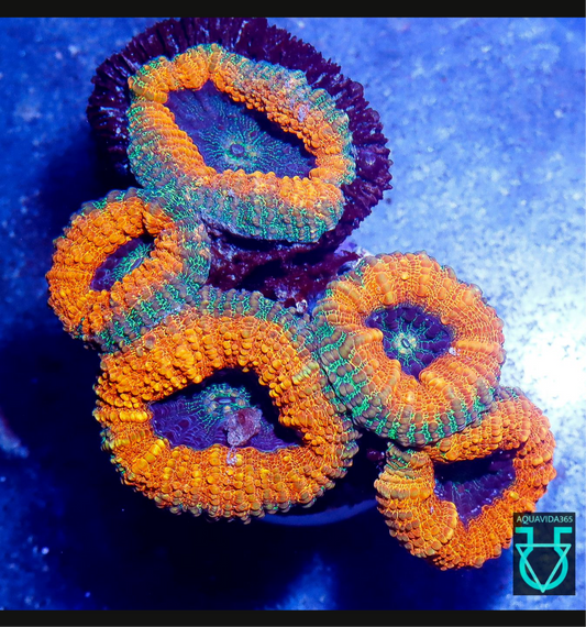 Orange lobo 5H