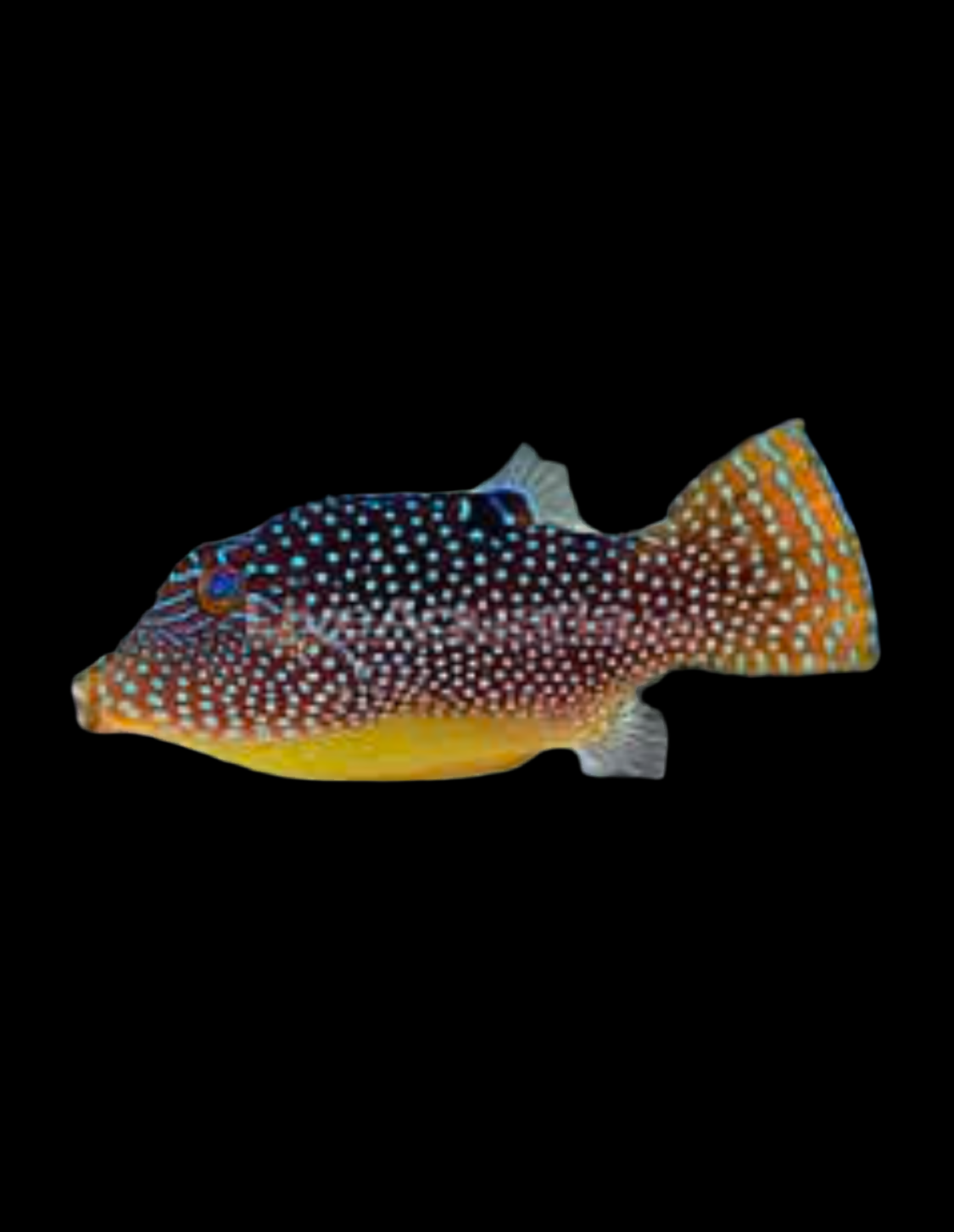 Blue Spot Puffer - Fiji