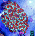 Red acan